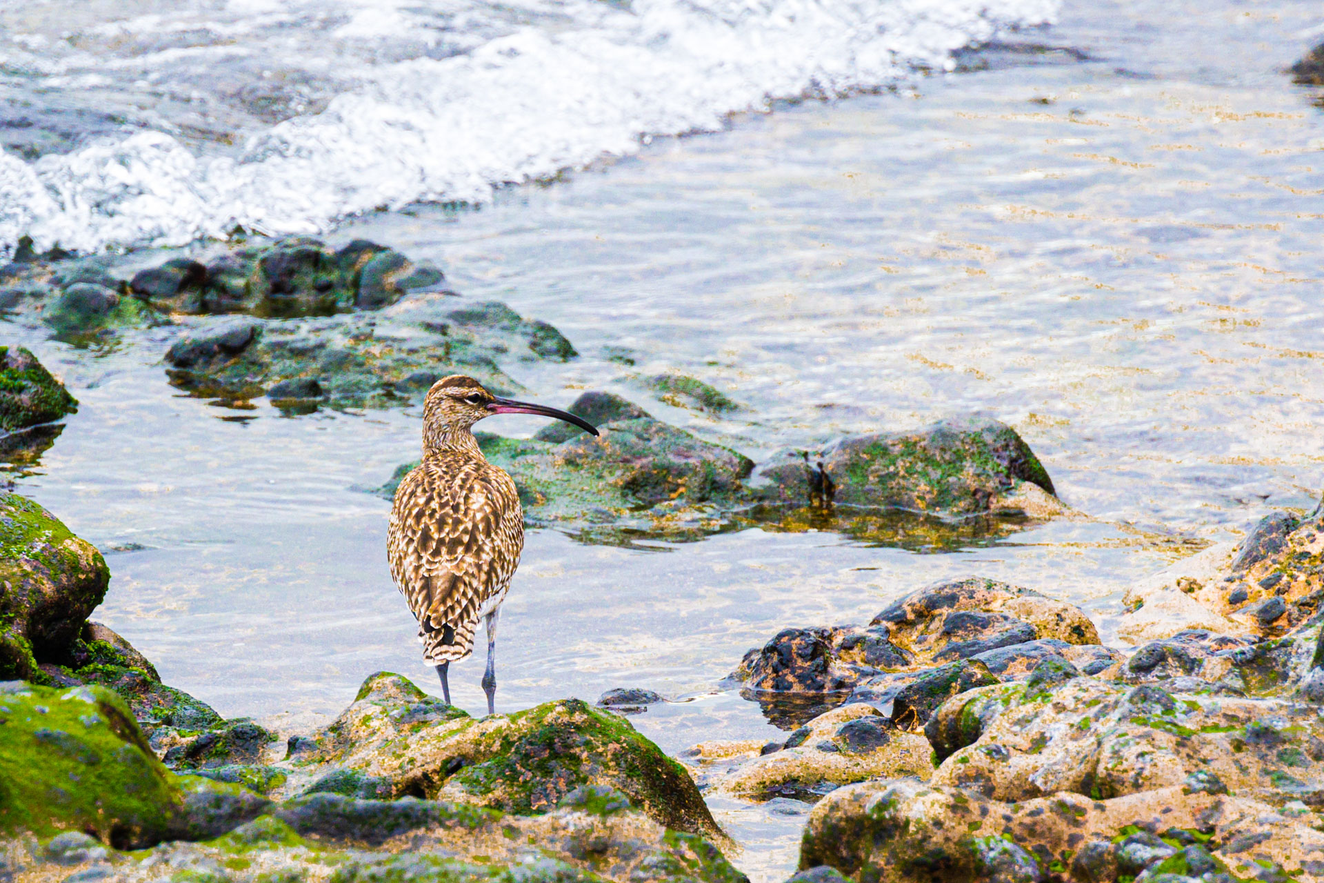 Brachvogel