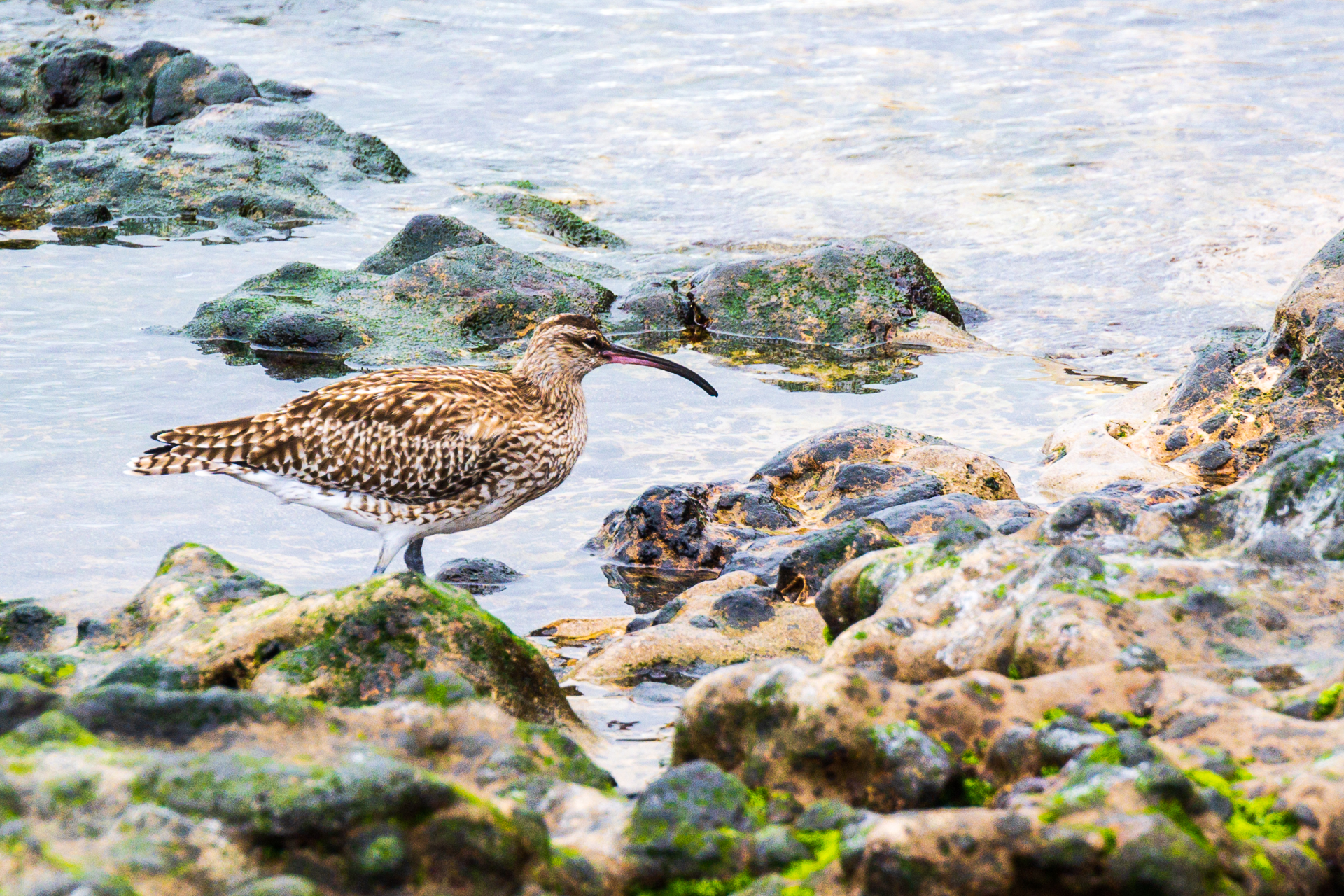 Brachvogel