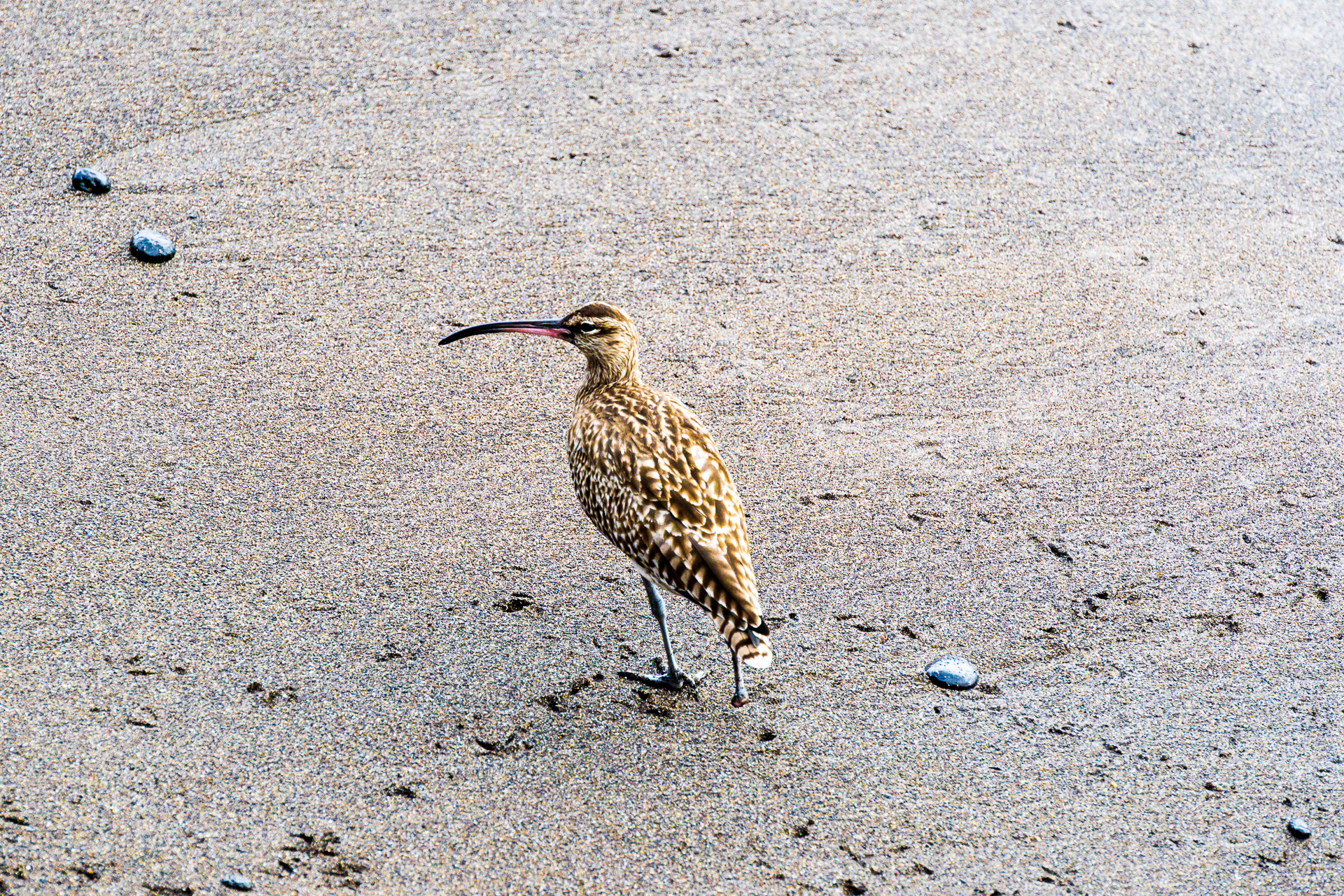 Brachvogel