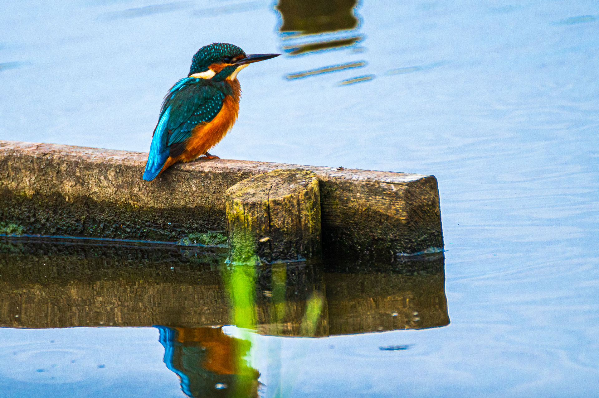 Eisvogel