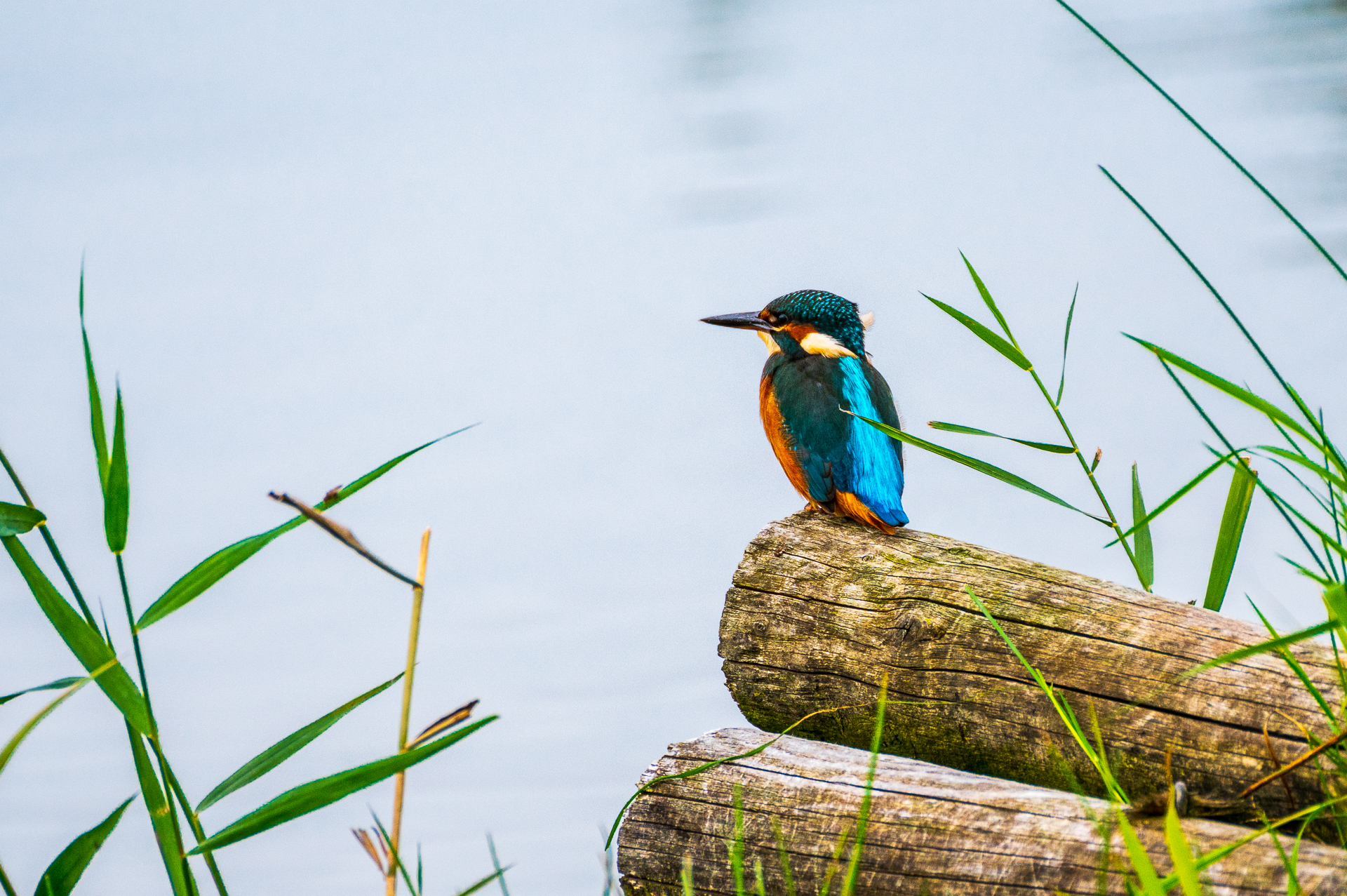 Eisvogel
