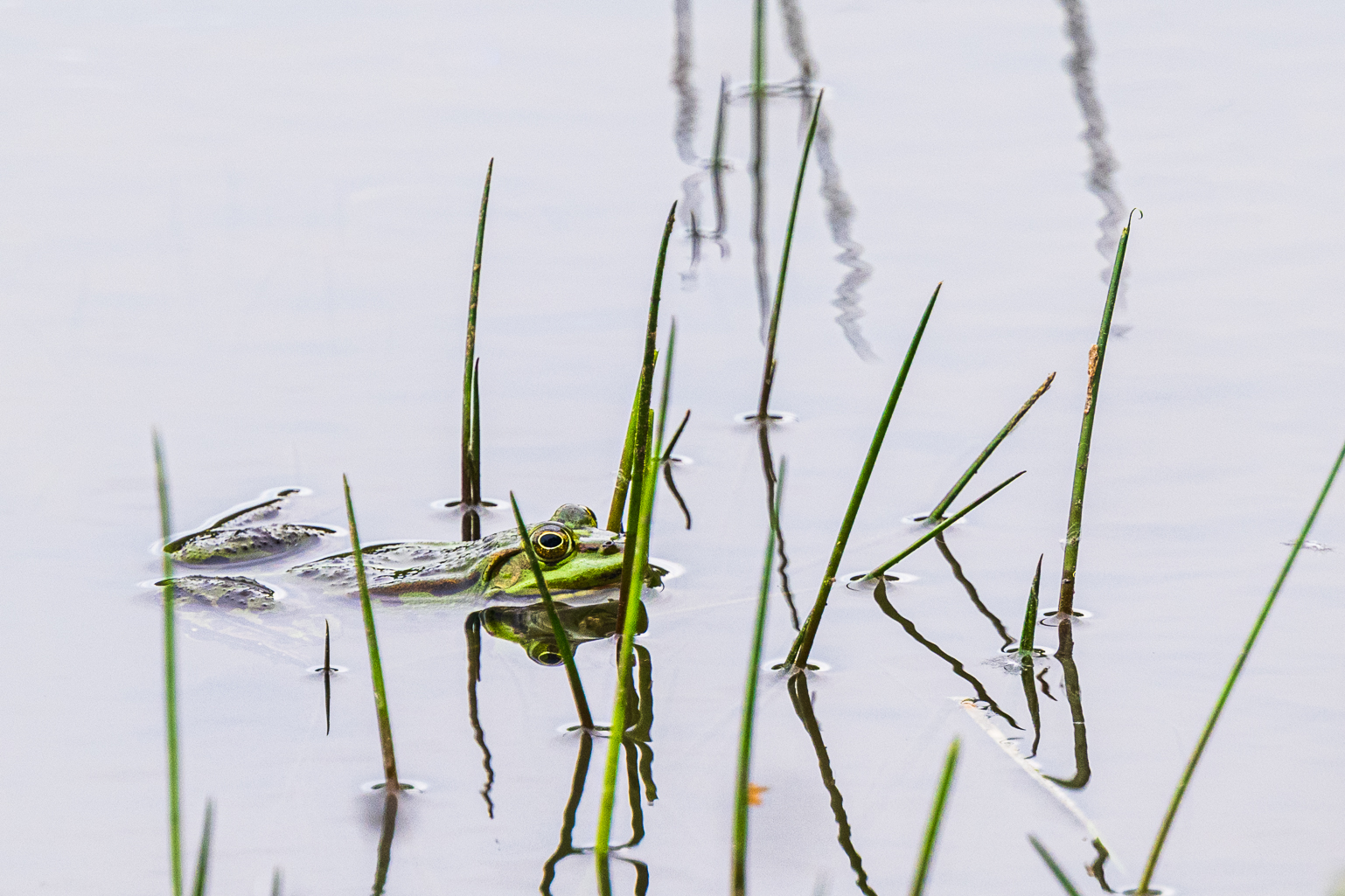 Frosch