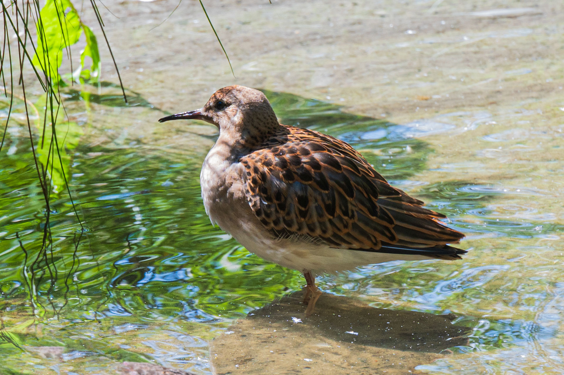 Kampfläufer