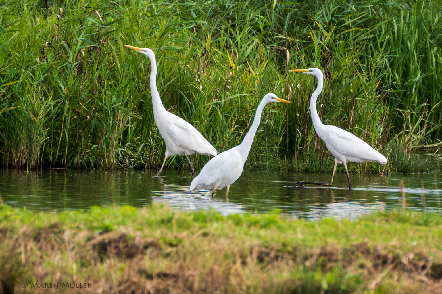 Reiher