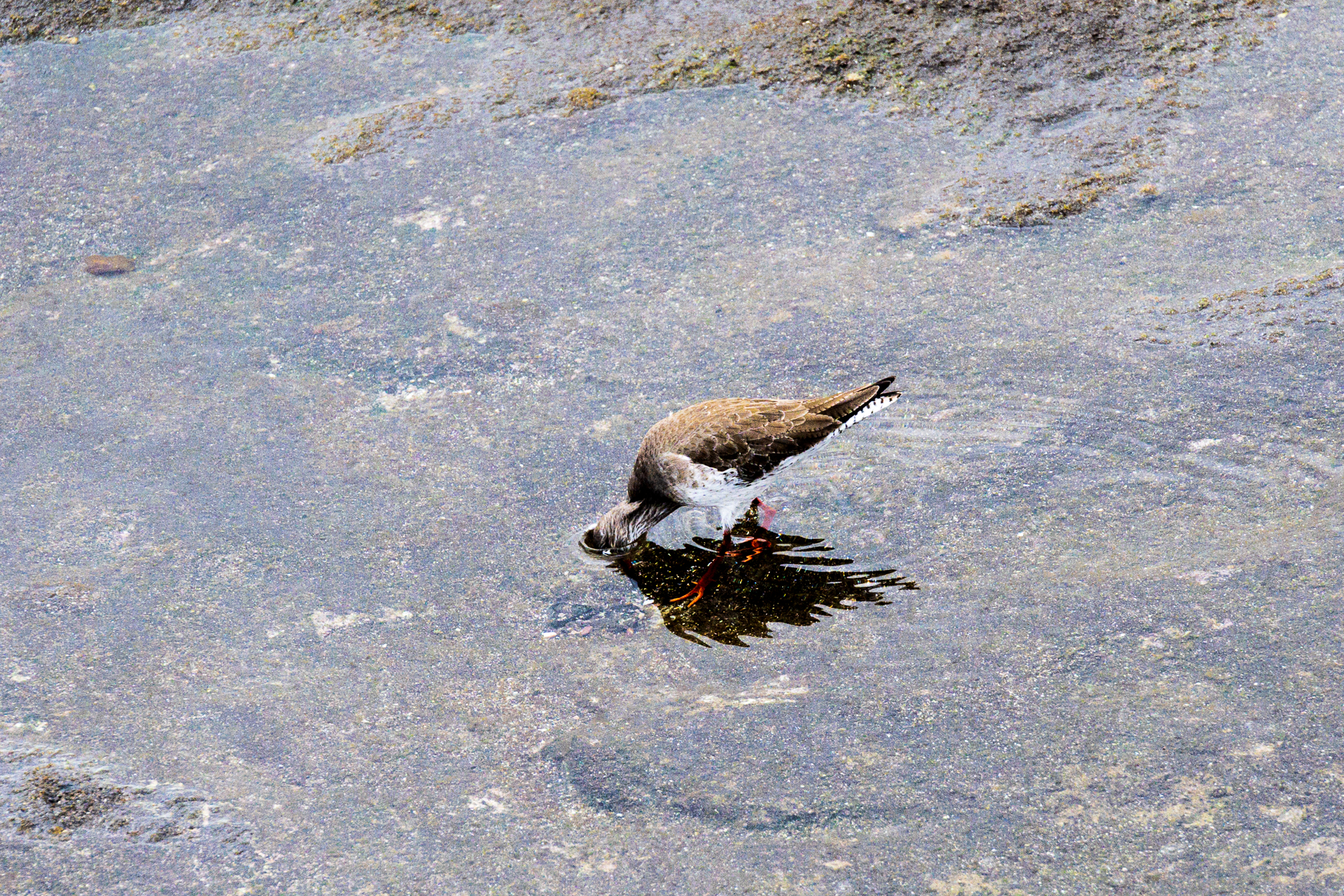 Stelzenläufer