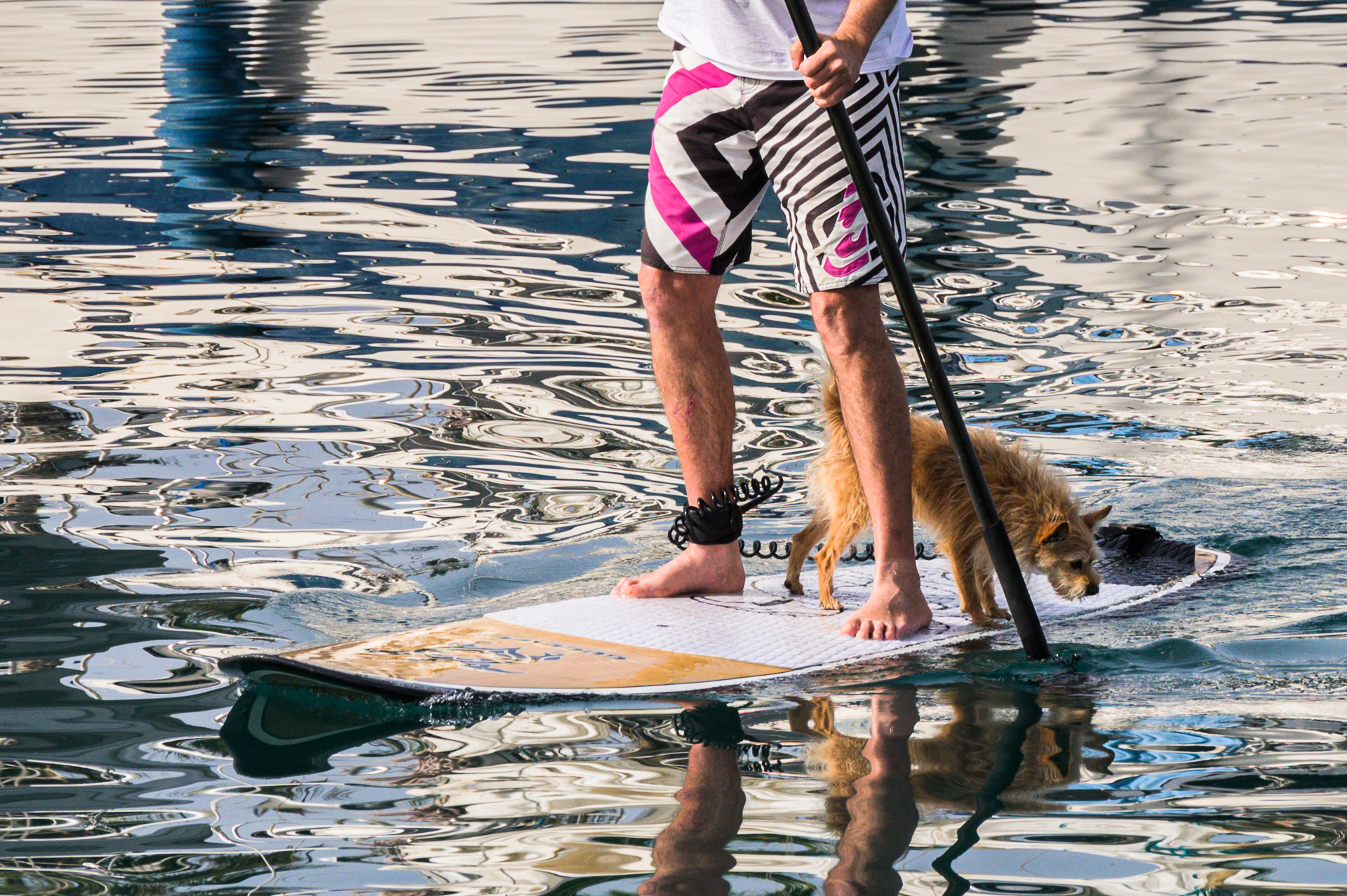 Stand up Paddling mit Hund