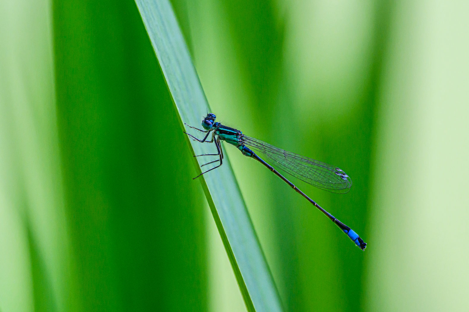 Pechlibelle