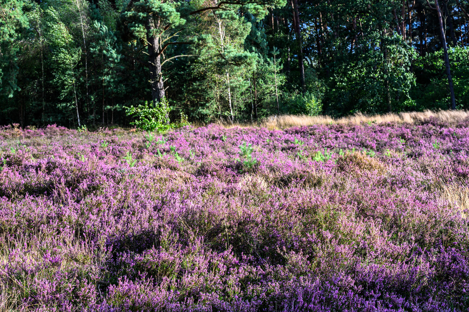 Heide