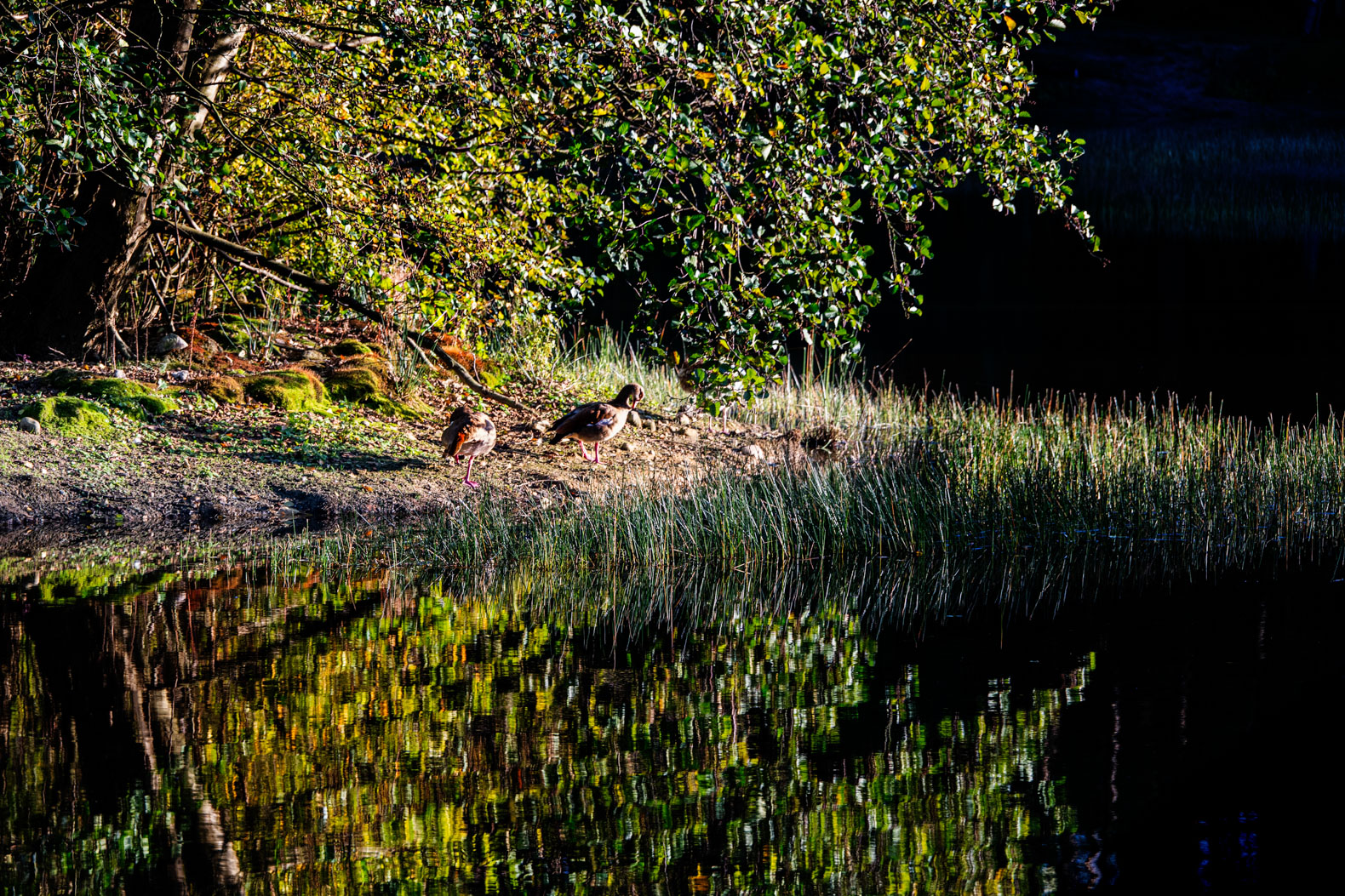 Nilgans