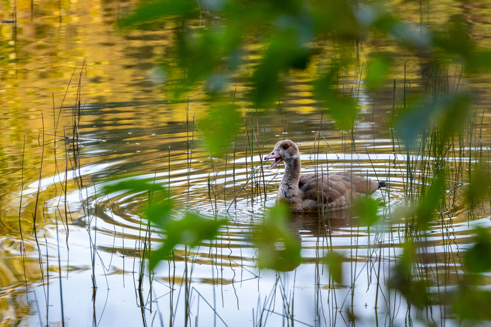 Nilgans
