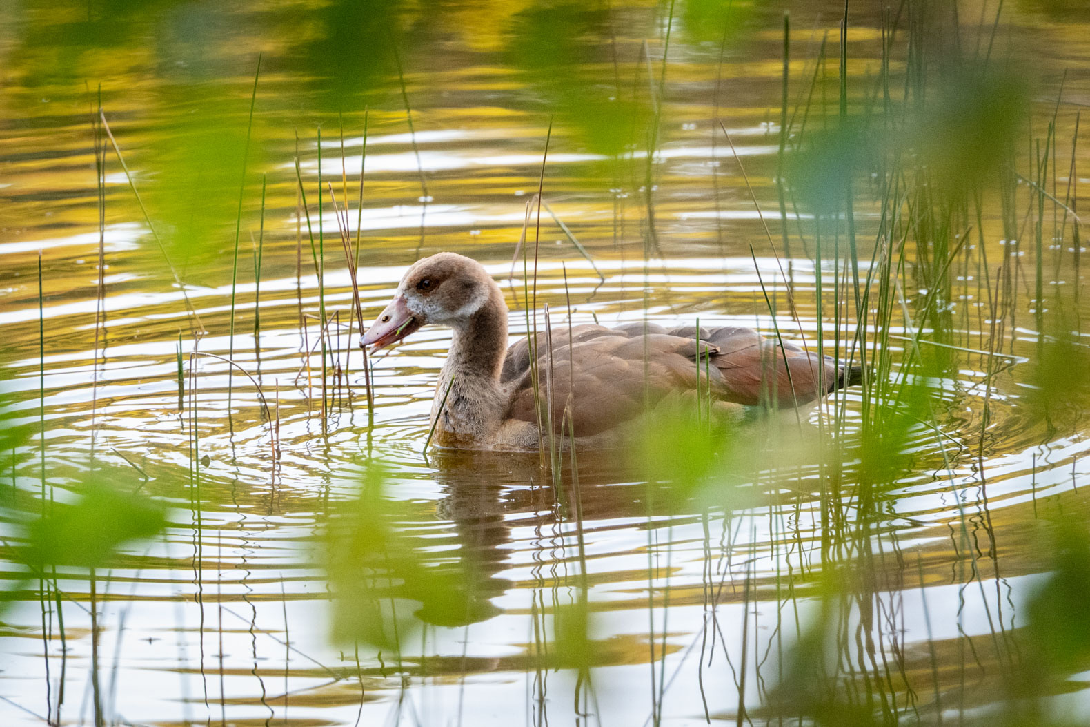 Nilgans