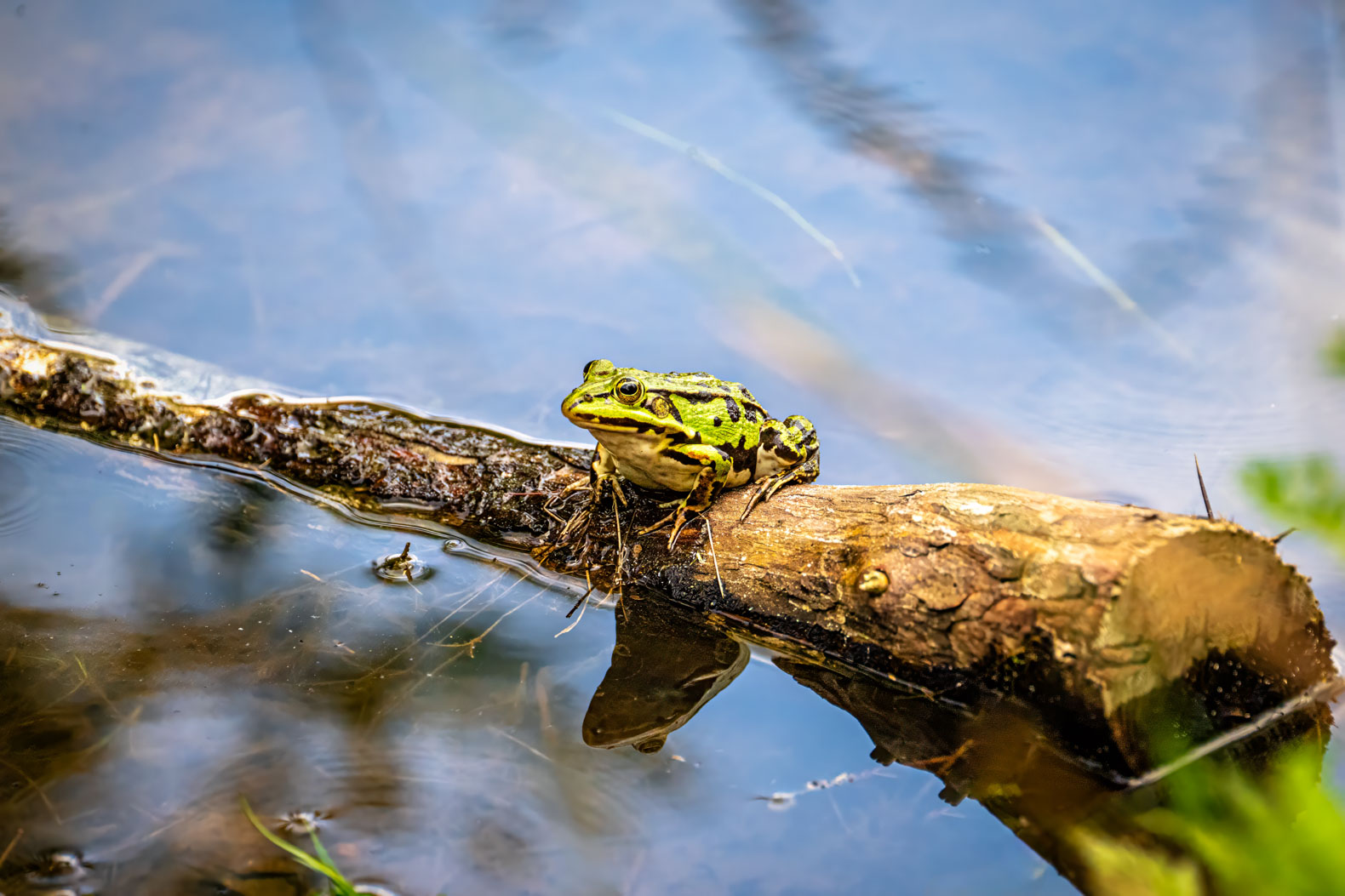 Wasserfrosch