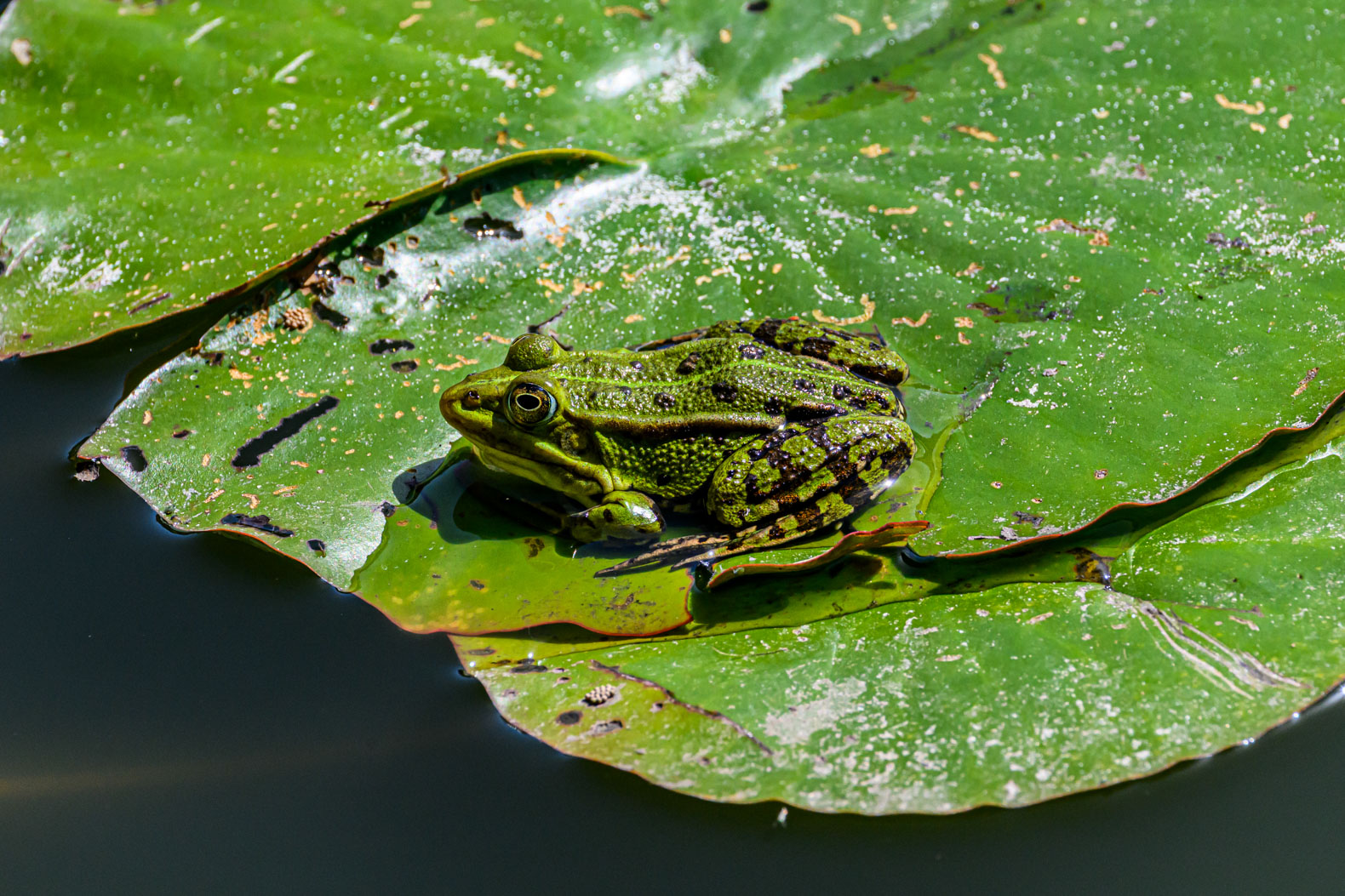 Wasserfrosch