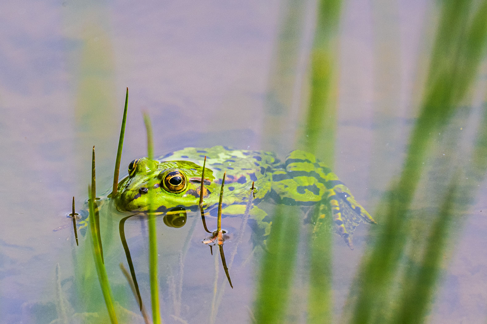 Wasserfrosch