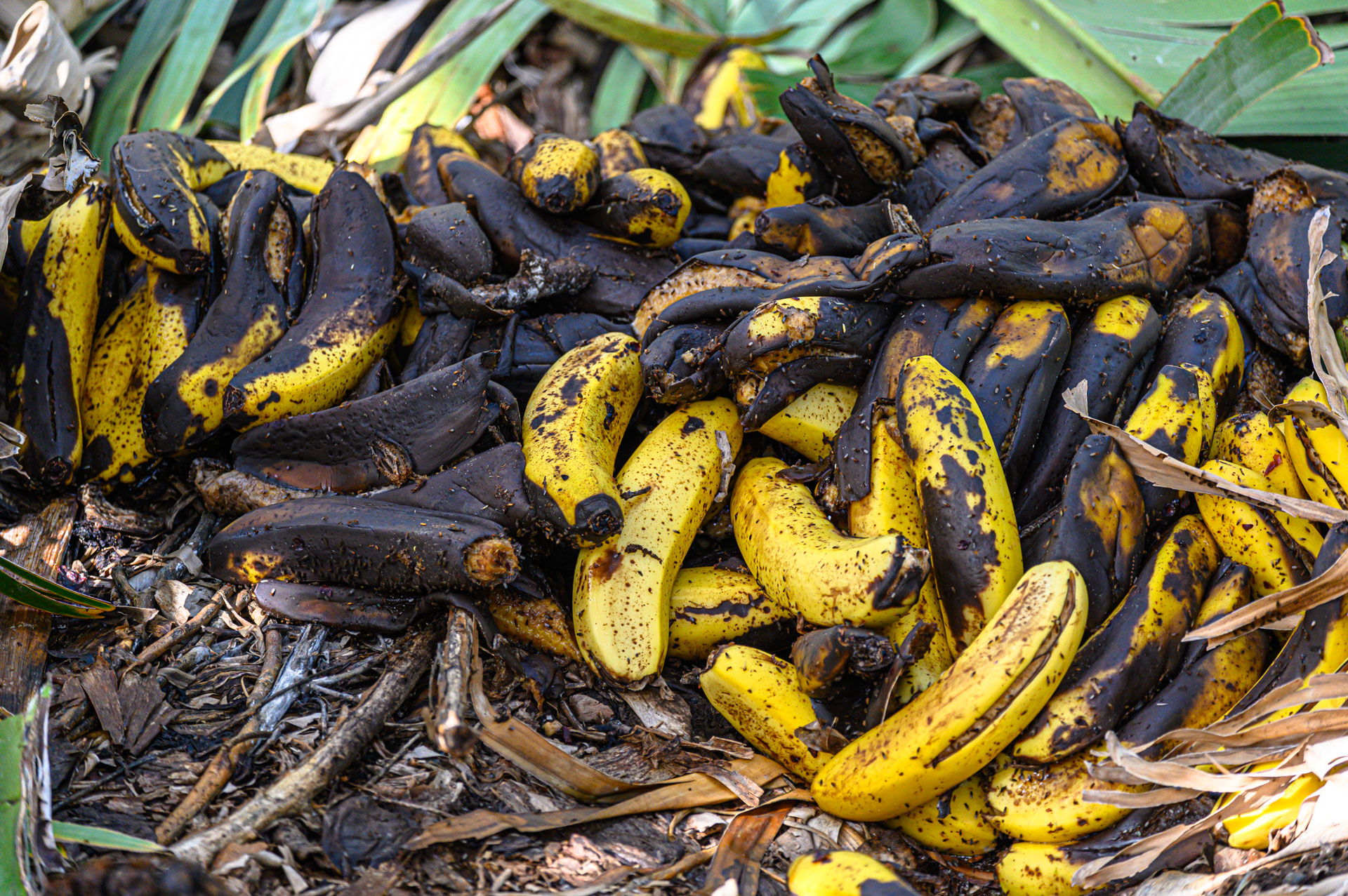 Bananen