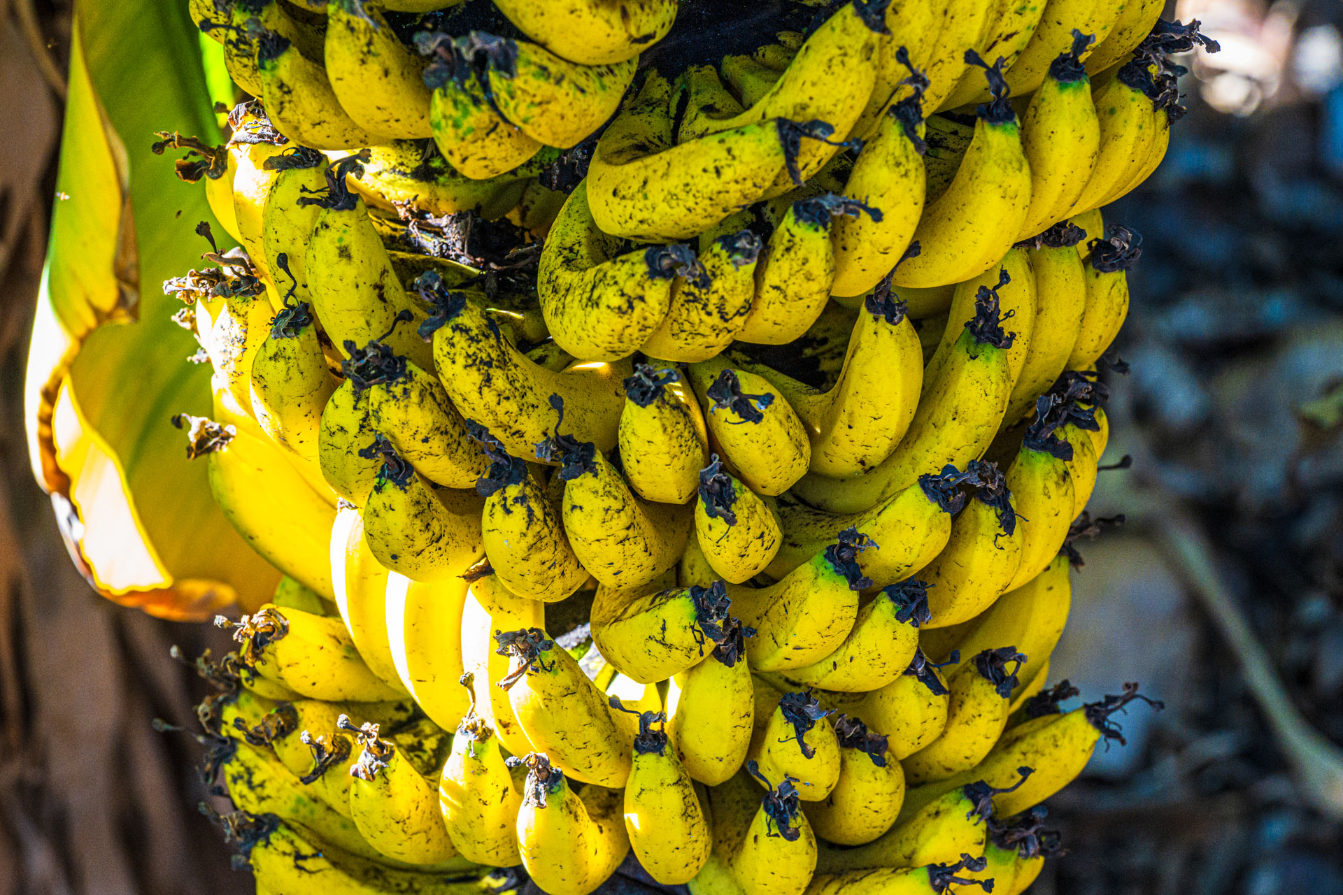 Bananen