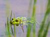 Wasserfrosch