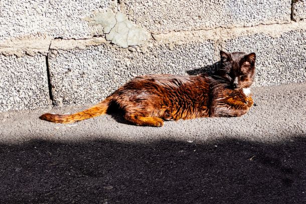 Katze