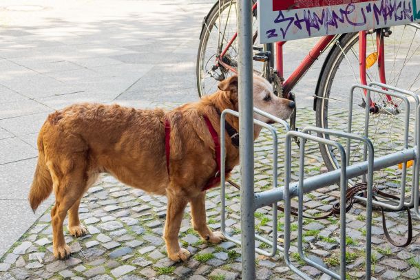 Hunde