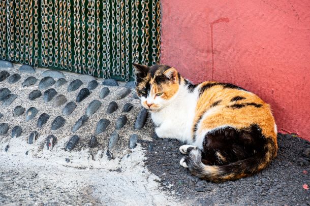 Katze
