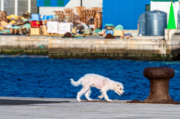Hunde