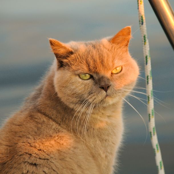 Katze