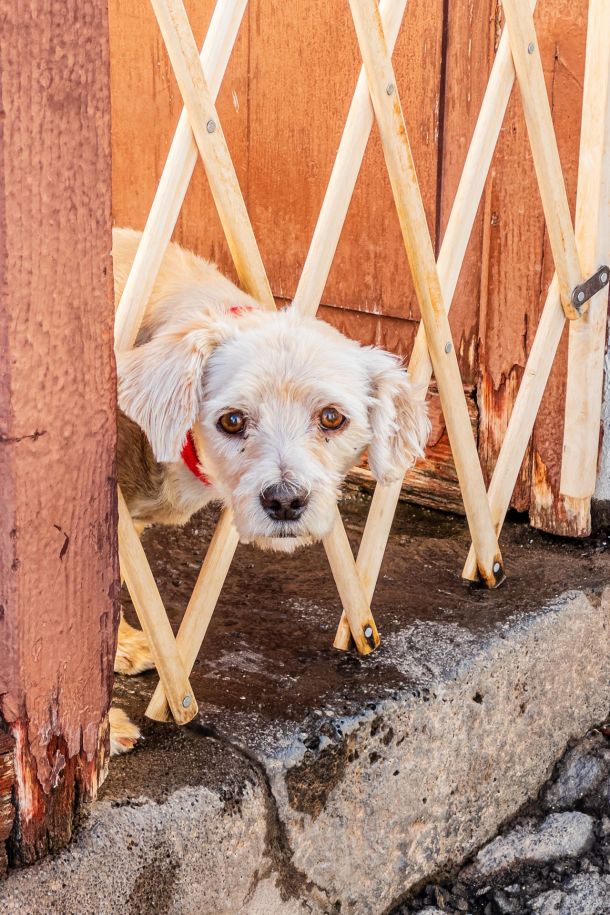 Hunde