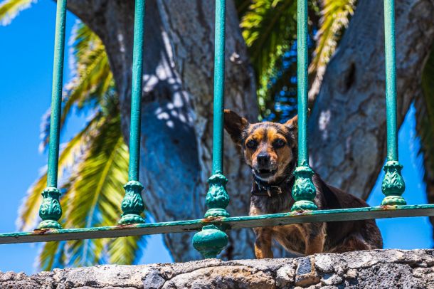 Hunde