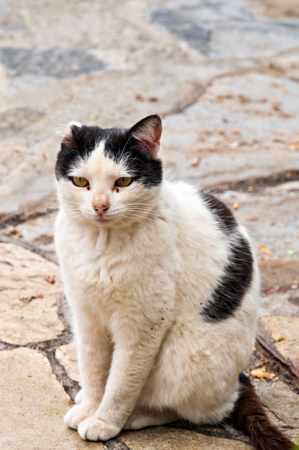 Katze
