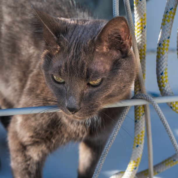 Katze