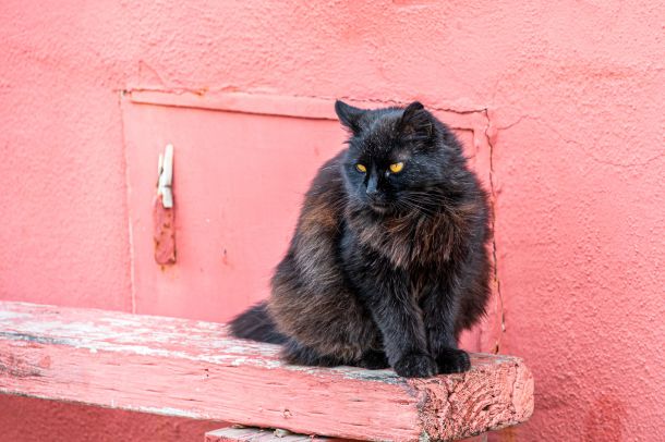 Katze