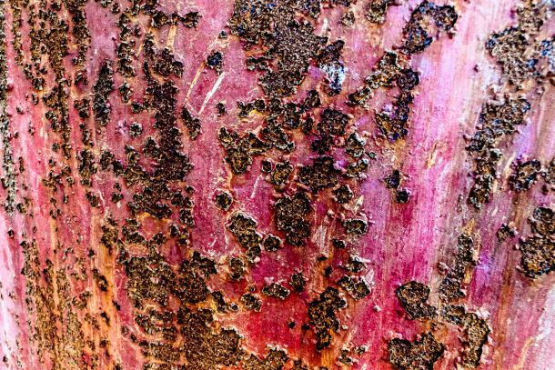 Rost