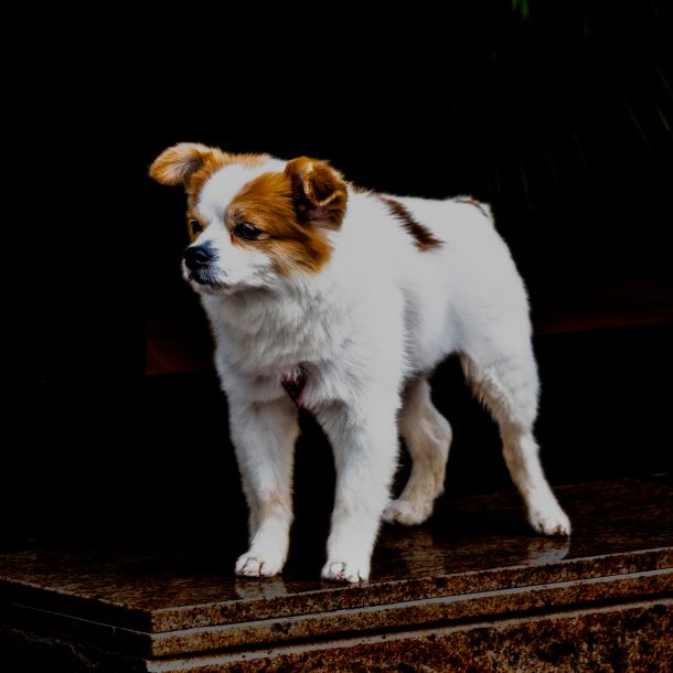 Hund