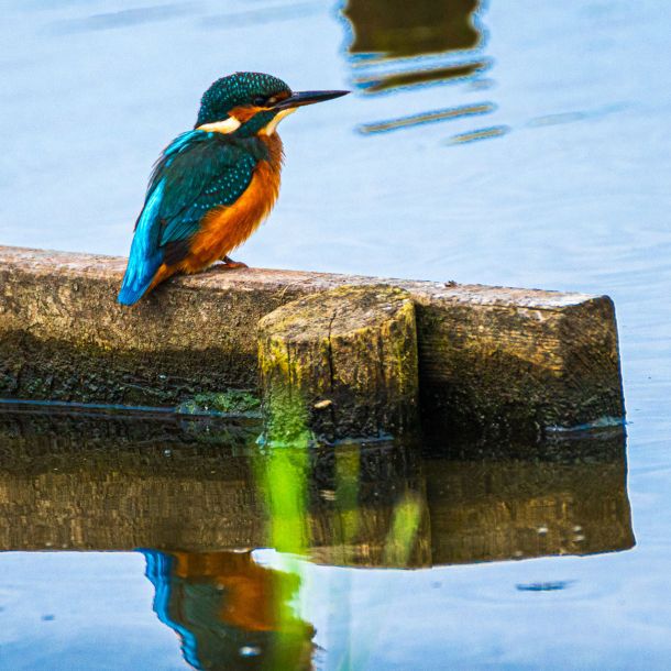 Eisvogel