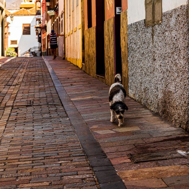 Hunde