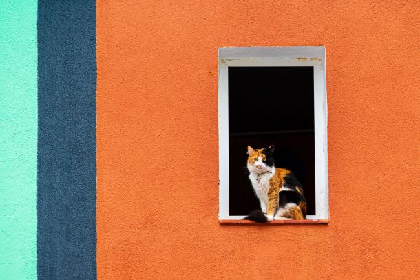 Katze