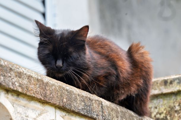 Katze