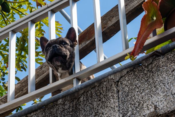 Hunde