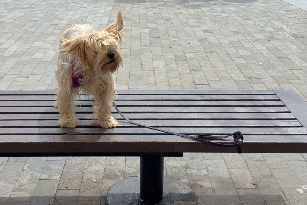 Hunde