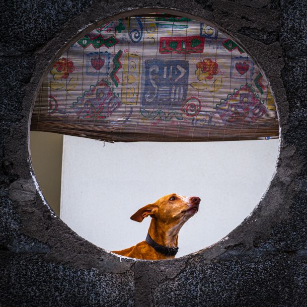 Hunde