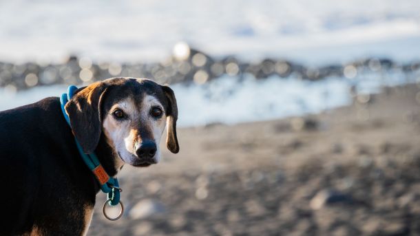 Hunde