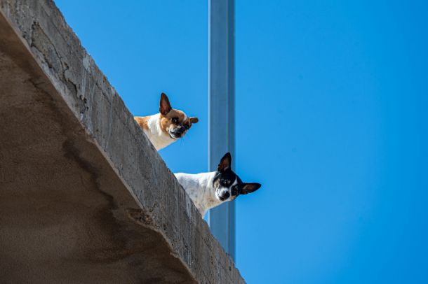 Hunde