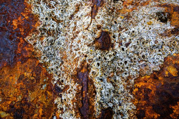 Rost