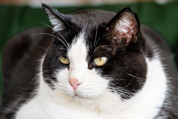 Katze