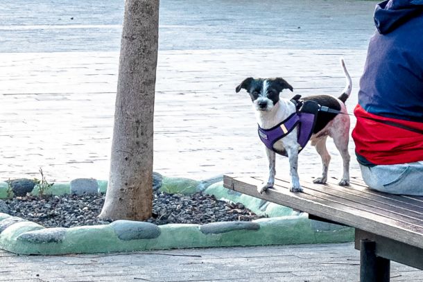 Hunde