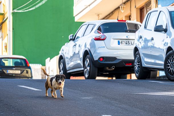 Hunde