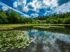 Teich
