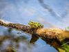 Wasserfrosch
