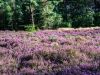 Heide