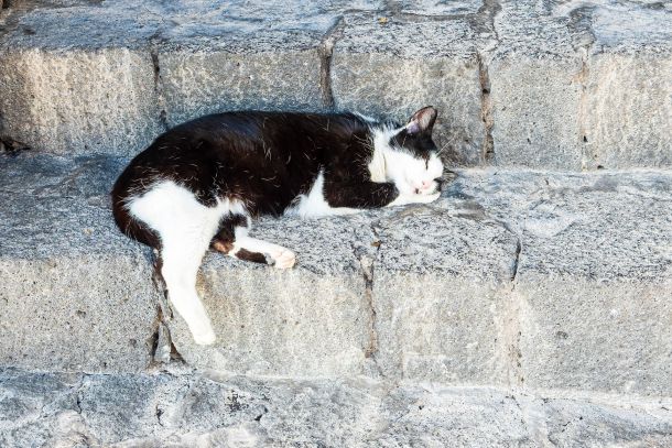 Katze